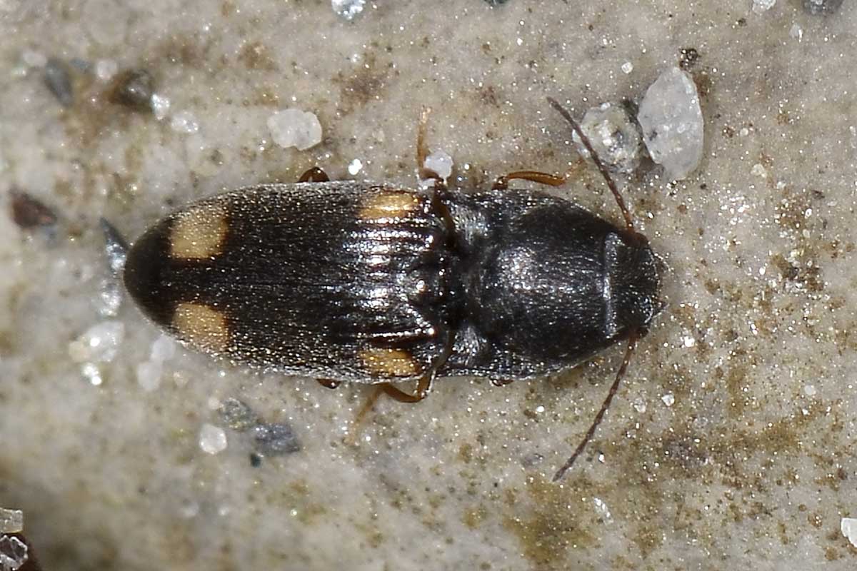 Zorochros cfr. boubersi, Elateridae